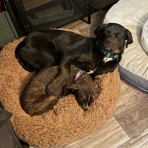 OUTLAW POTATO - Hound / Terrier available for adoption