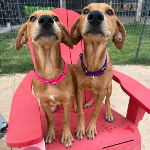 BIANCA - Golden Retriever / Doberman Pinscher available for adoption