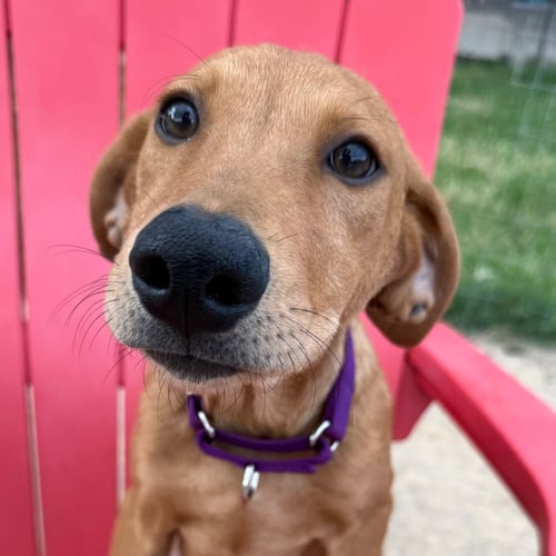 BIANCA - Golden Retriever / Doberman Pinscher available for adoption