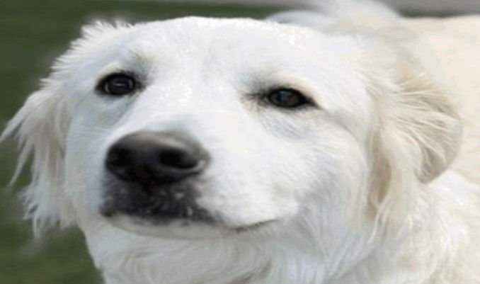 RILEY - Terrier available for adoption