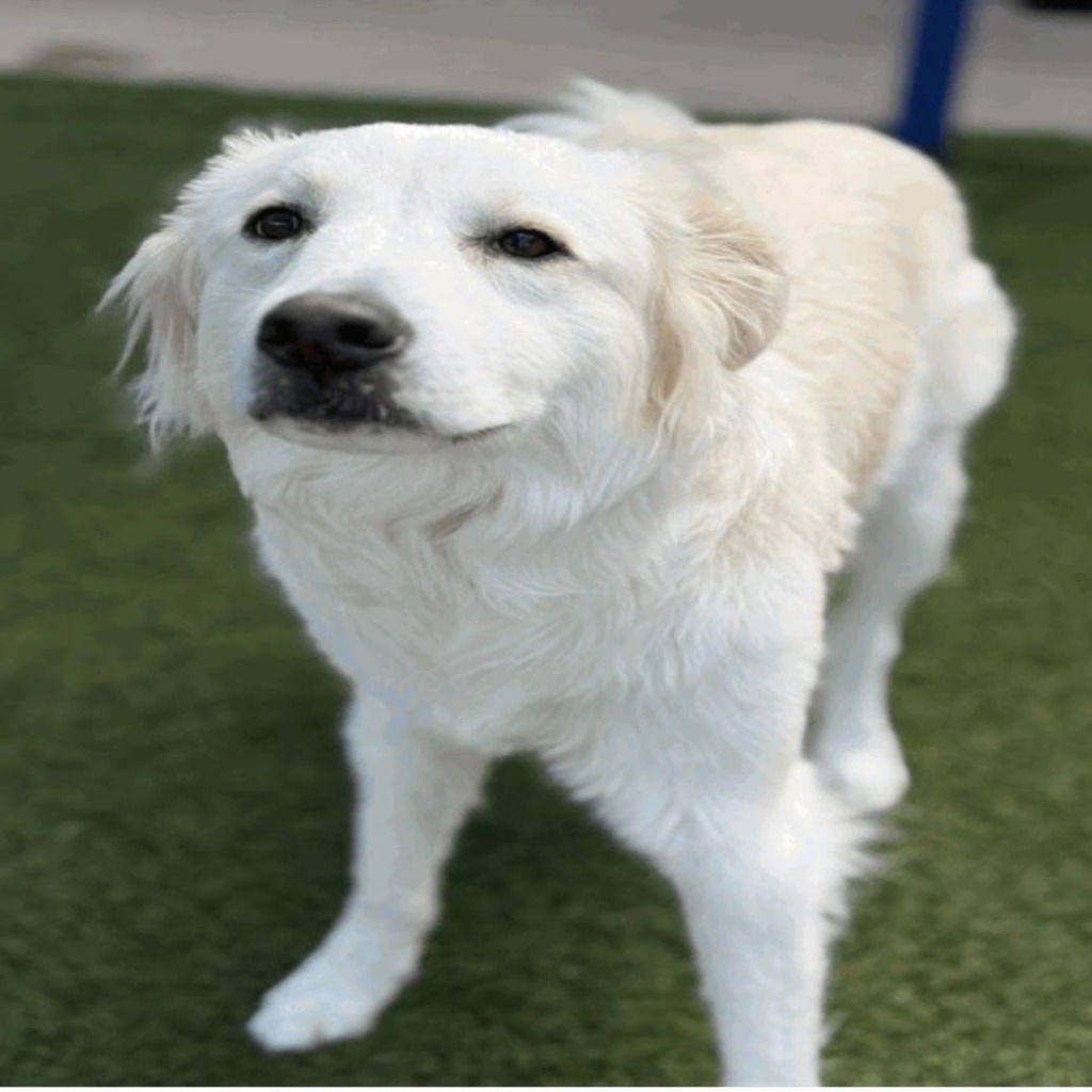 RILEY - Terrier available for adoption