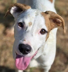 TOBY - Hound / Terrier available for adoption