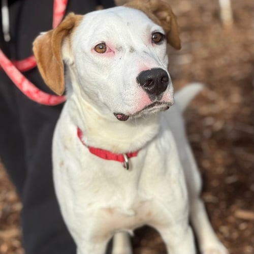 TOBY - Hound / Terrier available for adoption
