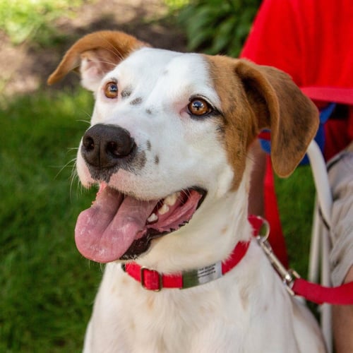 TOBY - Hound / Terrier available for adoption