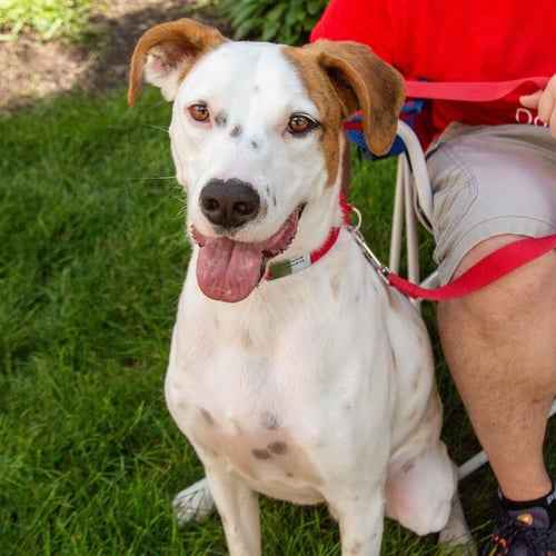 TOBY - Hound / Terrier available for adoption