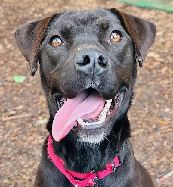 TARA - Terrier available for adoption