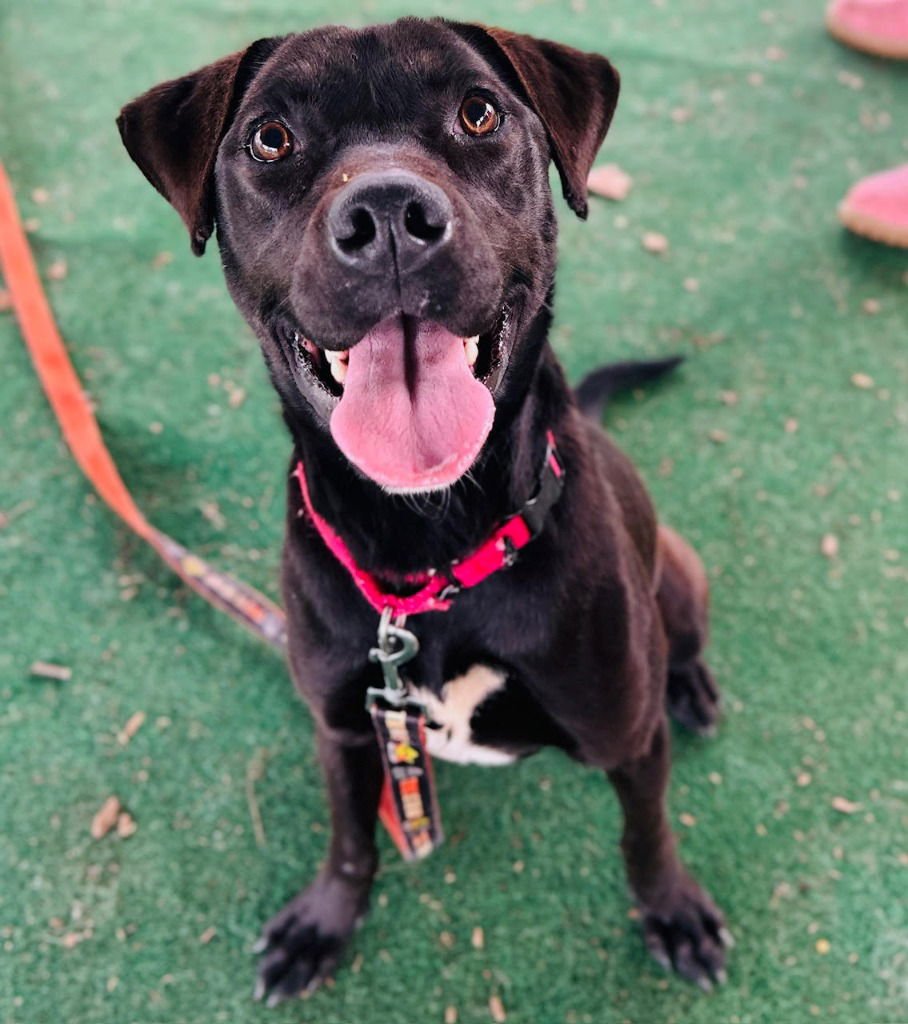 TARA - Terrier available for adoption