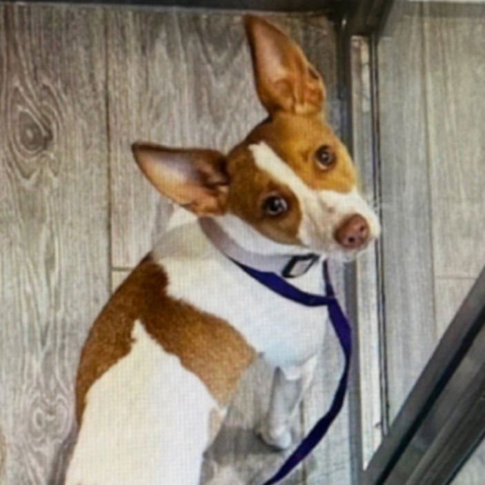 WINNIE - Chihuahua / Jack Russell Terrier available for adoption