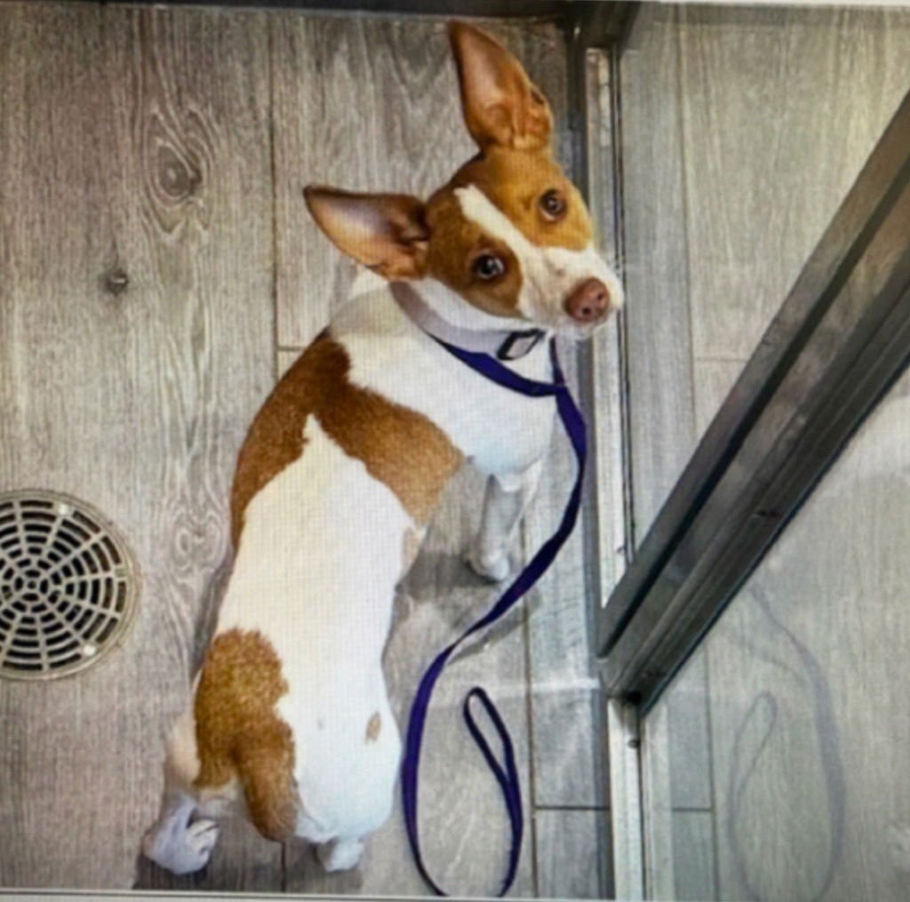 WINNIE - Chihuahua / Jack Russell Terrier available for adoption