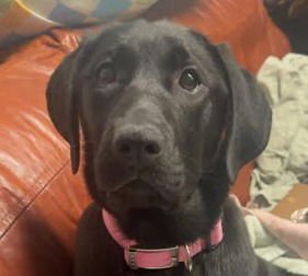 MALLIE - Labrador Retriever / Terrier available for adoption