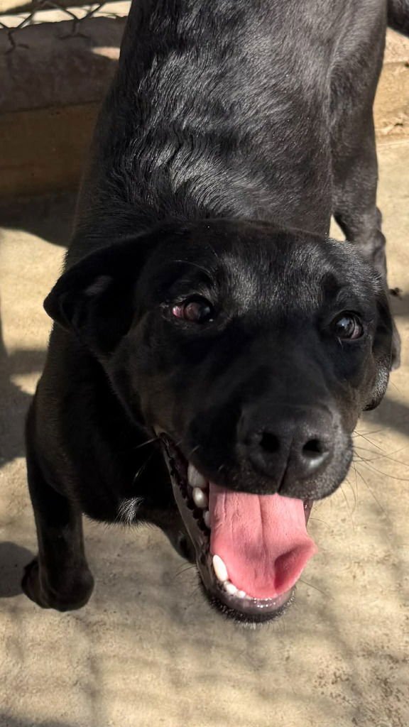 MALLIE - Labrador Retriever / Terrier available for adoption