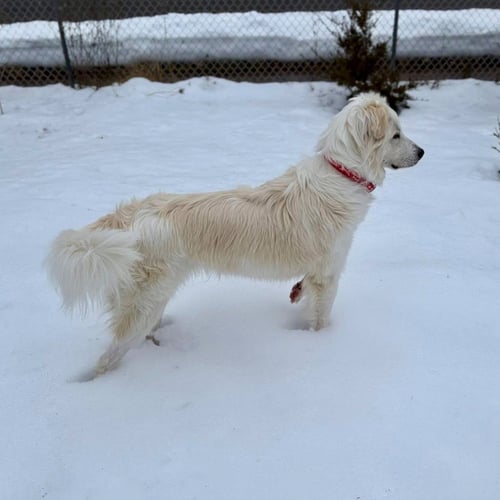 RILEY - Terrier available for adoption