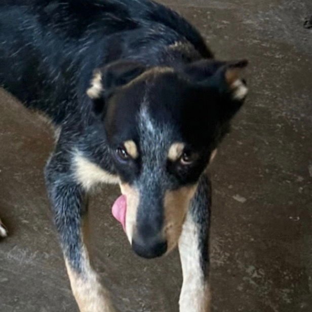 BLAKE - Australian Cattle Dog/Blue Heeler available for adoption
