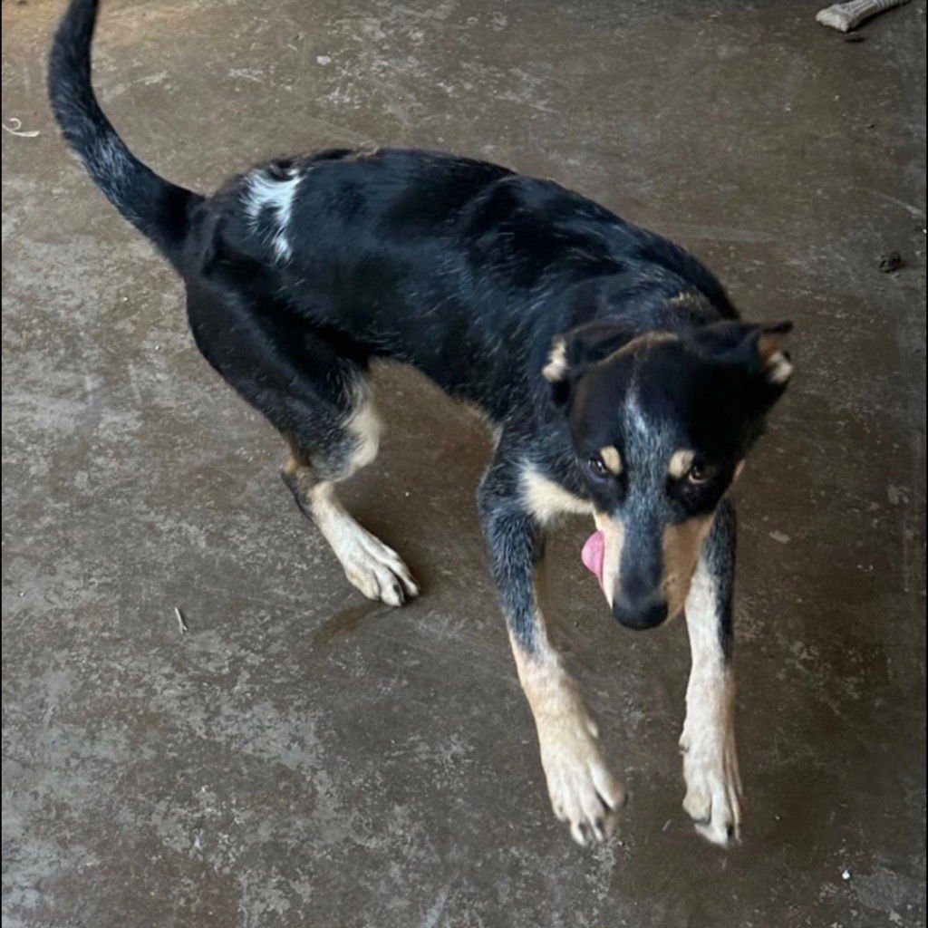 BLAKE - Australian Cattle Dog/Blue Heeler available for adoption