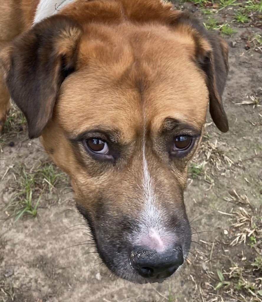 ONYX - Boxer / Terrier available for adoption