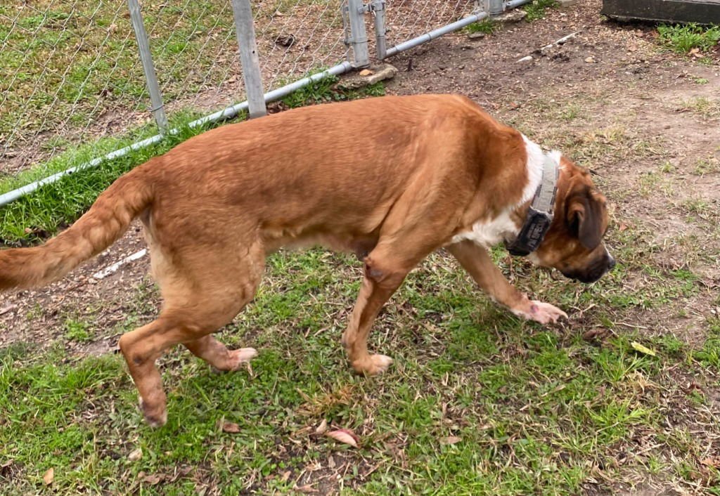 ONYX - Boxer / Terrier available for adoption