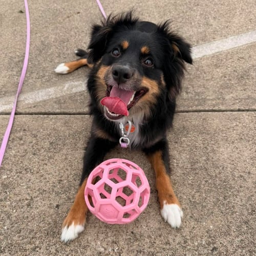 MIMI - Australian Shepherd / Terrier available for adoption