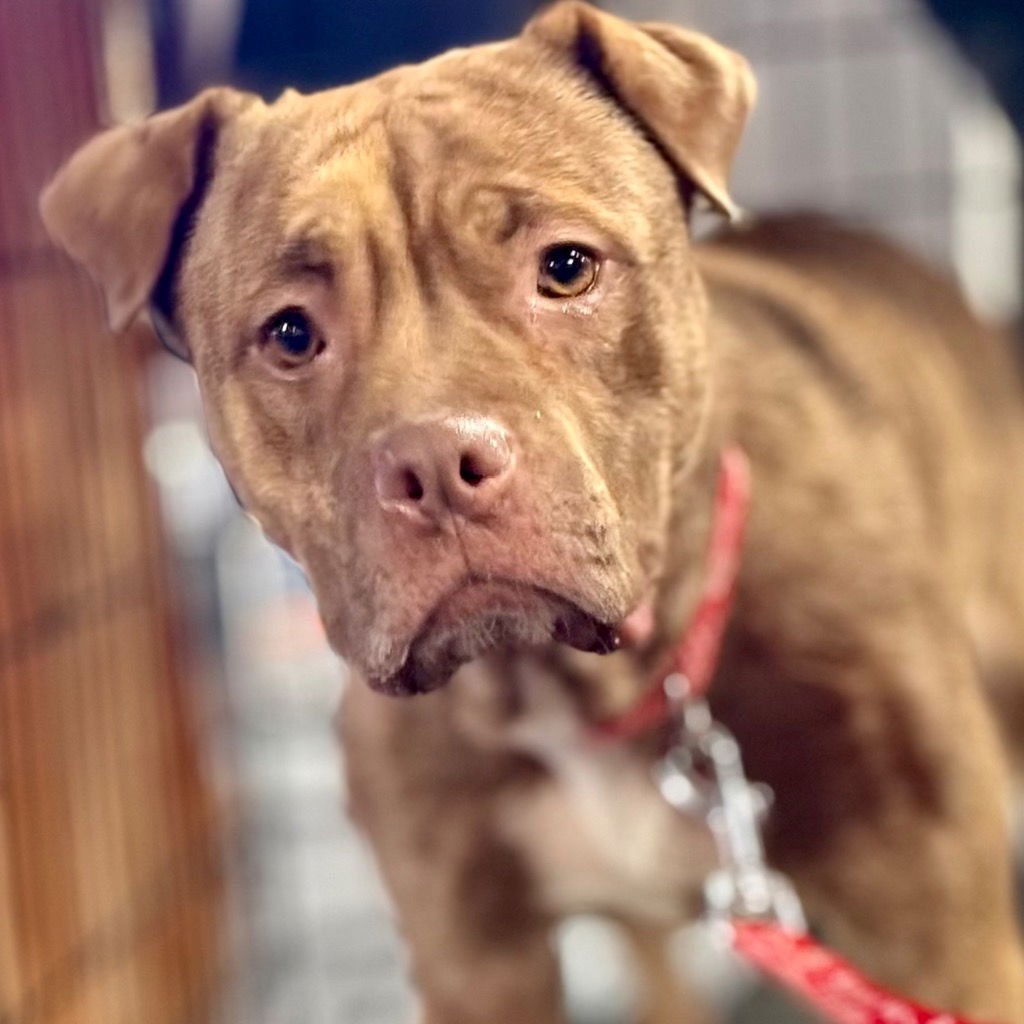 BUBBLES - Boxer / Pug available for adoption