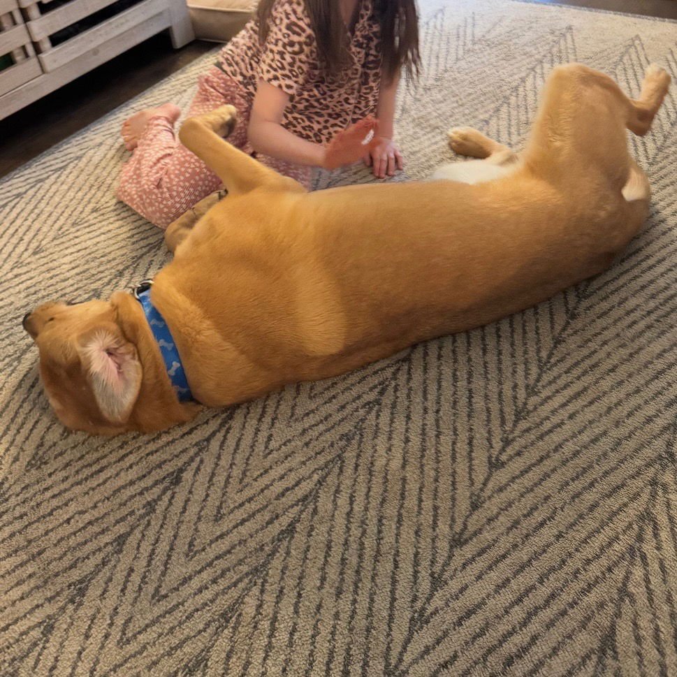 WOLFY - German Shepherd Dog / Great Pyrenees available for adoption