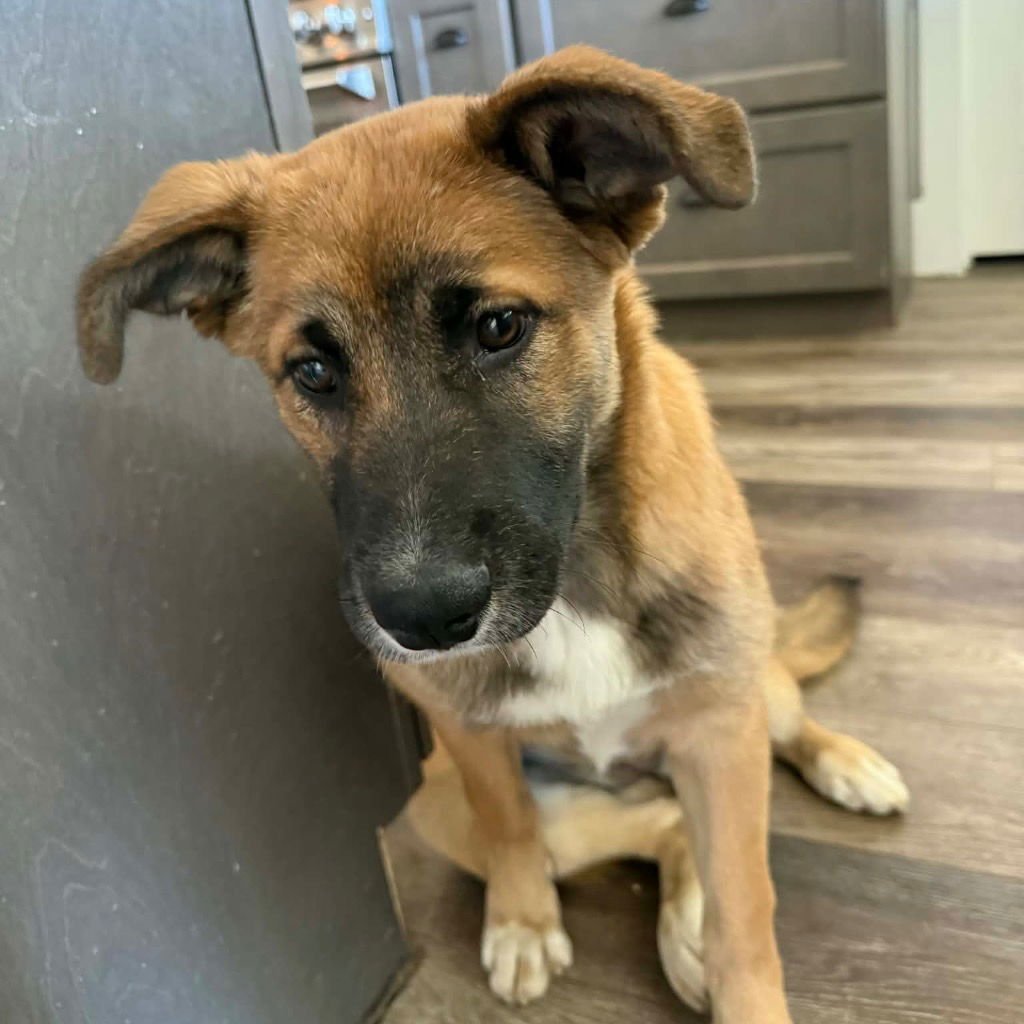 MILLY - Shepherd / Terrier available for adoption