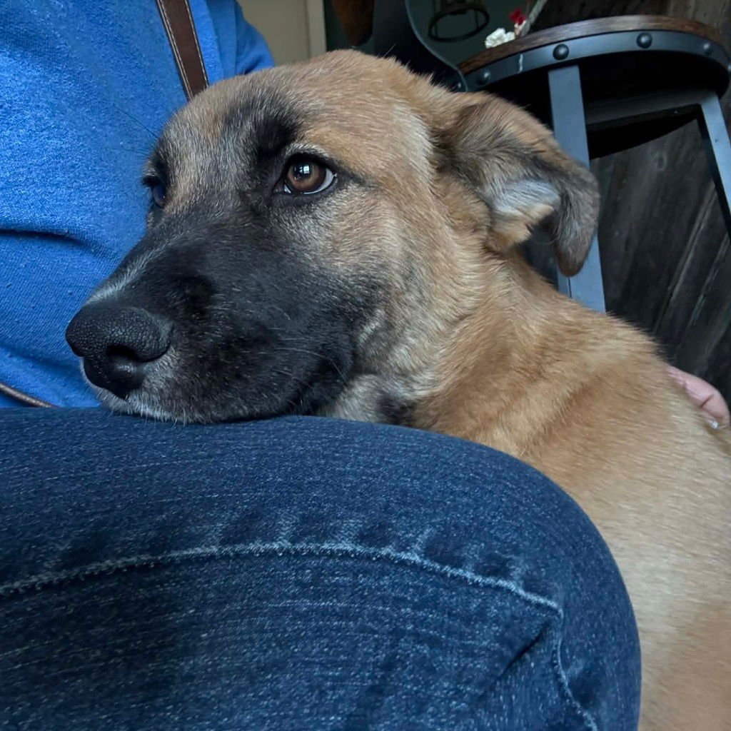 MILLY - Shepherd / Terrier available for adoption