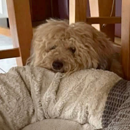 ALFIE - Havanese / Terrier available for adoption