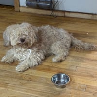 Alfie - Photo 4