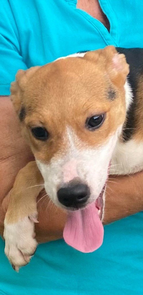 NOVA