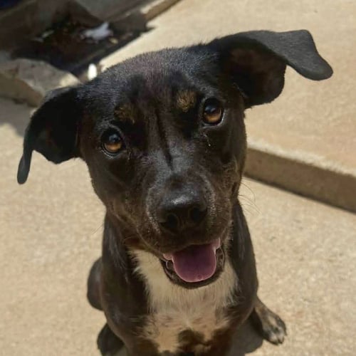 SHAMROCK - Mountain Cur / Rat Terrier available for adoption