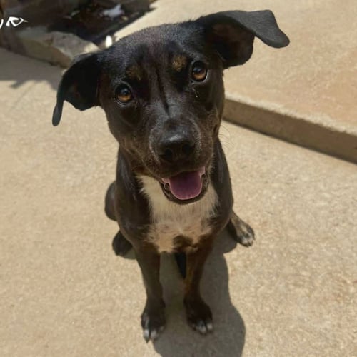 SHAMROCK - Mountain Cur / Rat Terrier available for adoption