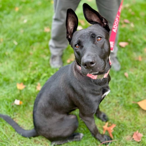 MAMA - German Shepherd Dog / Terrier available for adoption