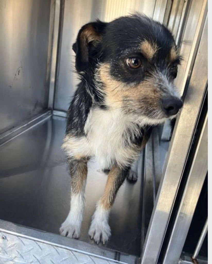 NOMAD - Terrier available for adoption