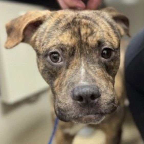 FRUIT LOOPS - Terrier / Terrier available for adoption