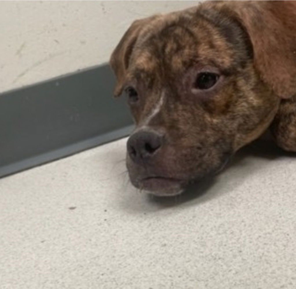 FRUIT LOOPS - Terrier / Terrier available for adoption