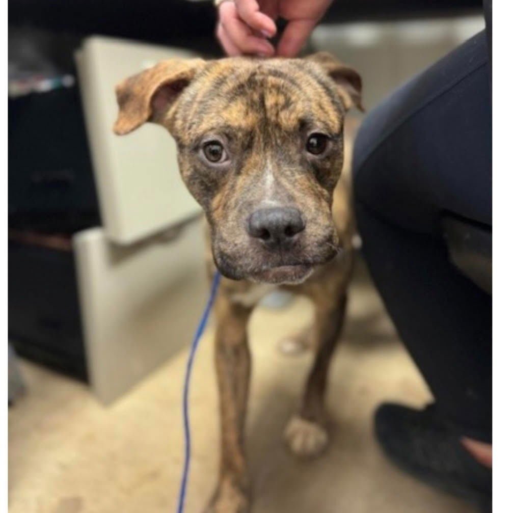 Fruit Loops - Photo 4