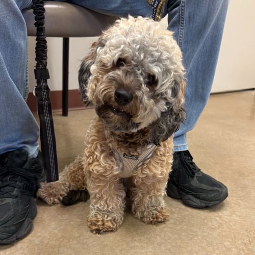 COLA - Shih Tzu / Poodle (unknown type) available for adoption