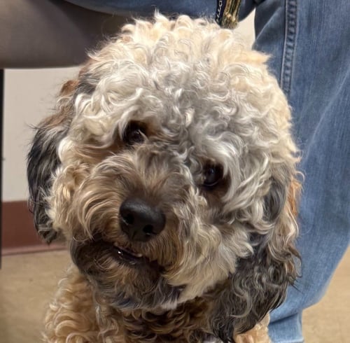 COLA - Shih Tzu / Poodle (unknown type) available for adoption