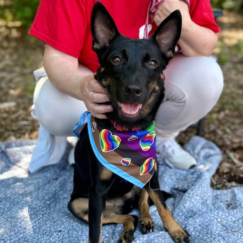 LYNN - Rat Terrier / Terrier available for adoption
