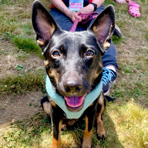 LYNN - Rat Terrier / Terrier available for adoption