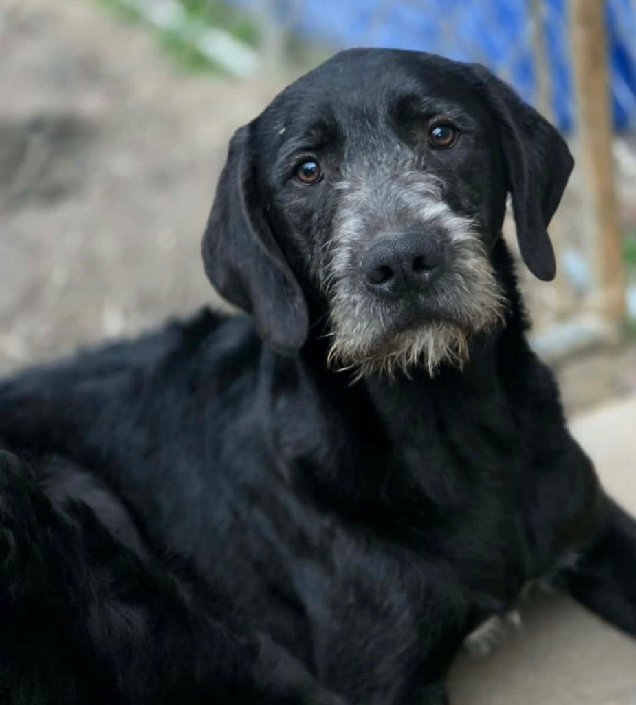 SAMPSON - Labrador Retriever / Poodle (unknown type) available for adoption