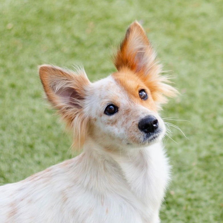 LIA - Terrier available for adoption