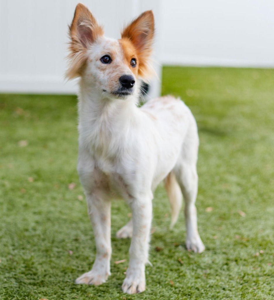 LIA - Terrier available for adoption