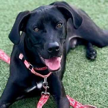 CASSIUS - Labrador Retriever / Terrier available for adoption