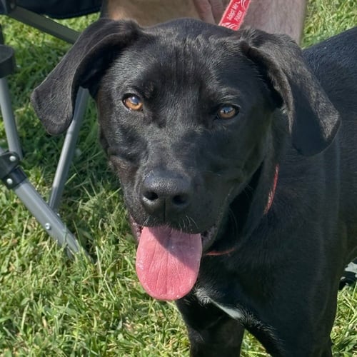 CASSIUS - Labrador Retriever / Terrier available for adoption