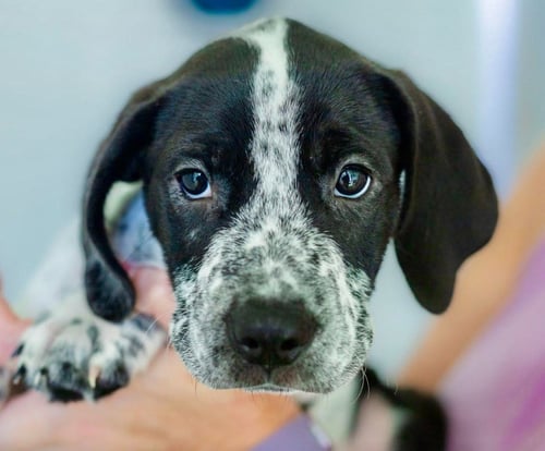 FRED - Hound / Spaniel available for adoption