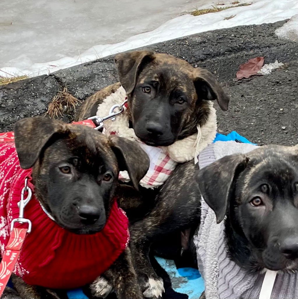 DIXIE - German Shepherd Dog / Terrier available for adoption