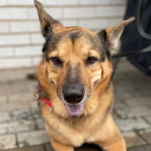 NOVAK - German Shepherd Dog / Terrier for adoption in Hartford