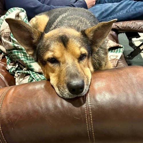 NOVAK - German Shepherd Dog / Terrier available for adoption