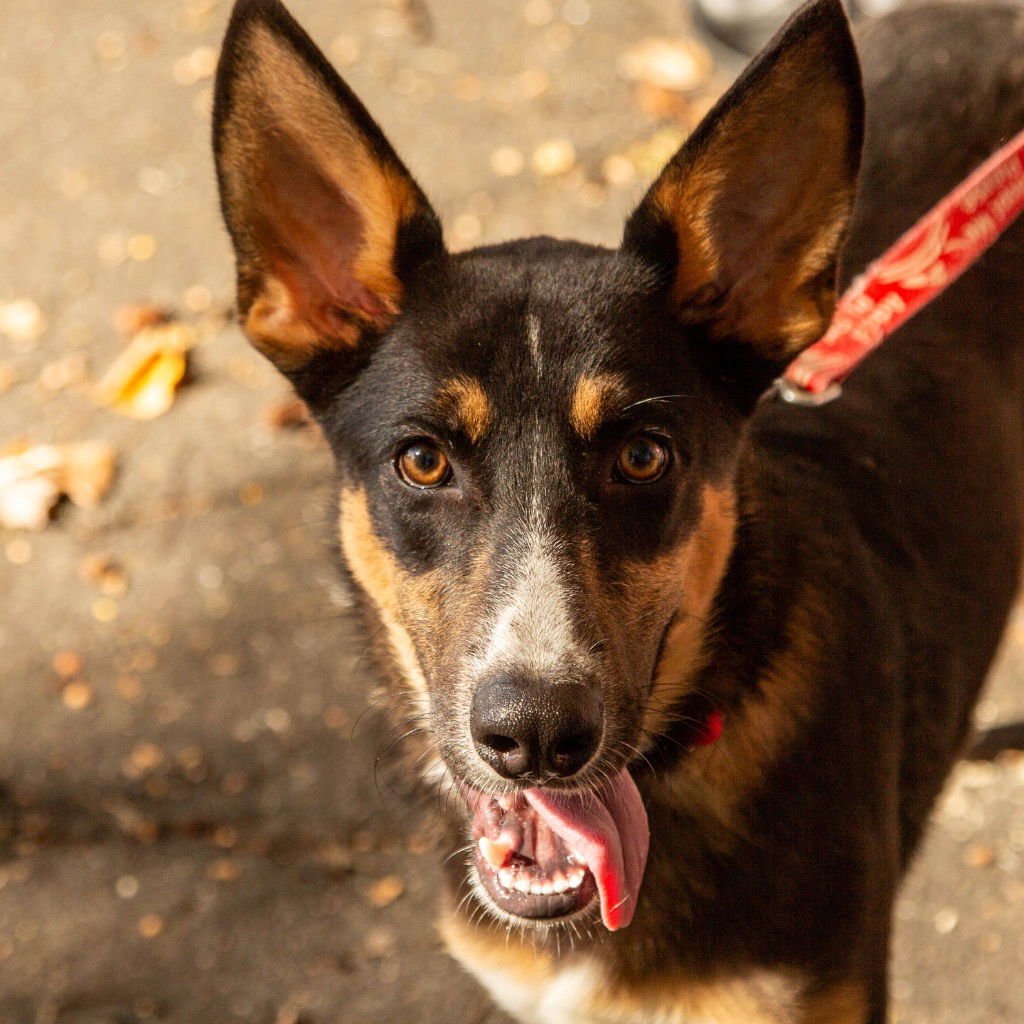 PHIL - Shepherd / Terrier available for adoption
