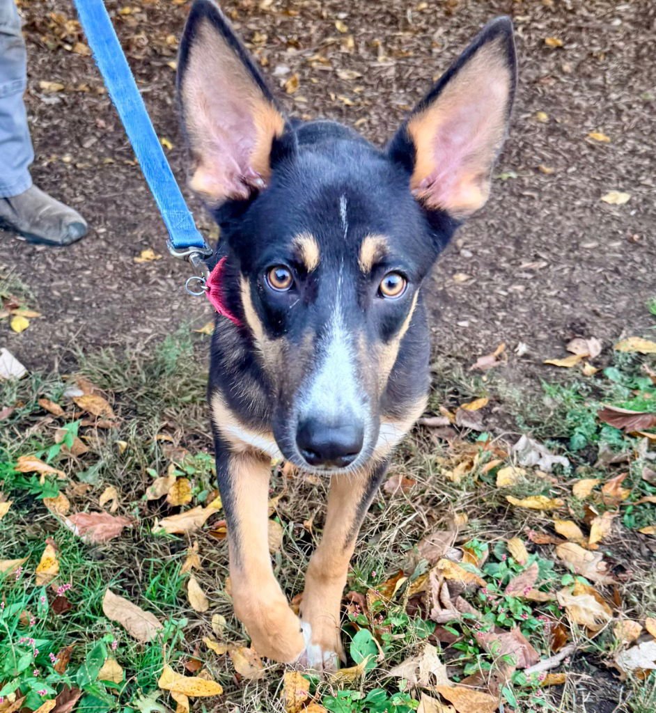 PHIL - Shepherd / Terrier available for adoption